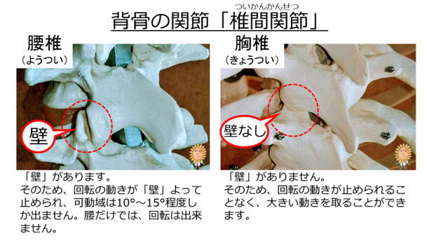 肩関節の痛み 姿勢 肩甲骨 肩甲骨痛み 背中の痛み 野球肩の原因 野球肩原因 野球肩治し方 野球肩体操 野球肩ストレッチ 野球 野球肩 肩が痛い ピッチャー リトルリーガーズショルダー 腱板損傷 投球傷害 水泳 競泳 腰痛 分離症 分離すべり症 水泳肩スイマーズショルダー 水泳肩 スイマーズショルダー治療 スイマーズショルダー治るのか 岐阜 岐阜市 岐阜市茜部 岐阜市東鶉 岐阜市南鶉 岐阜市中鶉 岐阜市柳津町 羽島市 羽島郡 笠松町 岐南町 茜部 鶉 東鶉 中鶉 南鶉 柳津 笠松