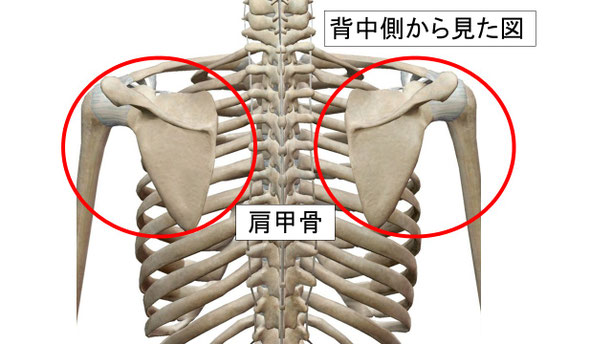 肩関節の痛み　姿勢　肩甲骨　肩甲骨痛み　背中の痛み　野球肩の原因　野球肩原因　野球肩治し方　野球肩体操　野球肩ストレッチ　野球　野球肩　肩が痛い　ピッチャー　リトルリーガーズショルダー　腱板損傷　投球傷害　水泳　競泳　腰痛　分離症　分離すべり症　水泳肩スイマーズショルダー　水泳肩　スイマーズショルダー治療　スイマーズショルダー治るのか　岐阜　岐阜市　岐阜市茜部　岐阜市東鶉　岐阜市南鶉　岐阜市中鶉　岐阜市柳津町　羽島市　羽島郡　笠松町　岐南町　茜部　鶉　東鶉　中鶉　南鶉　柳津　笠松　