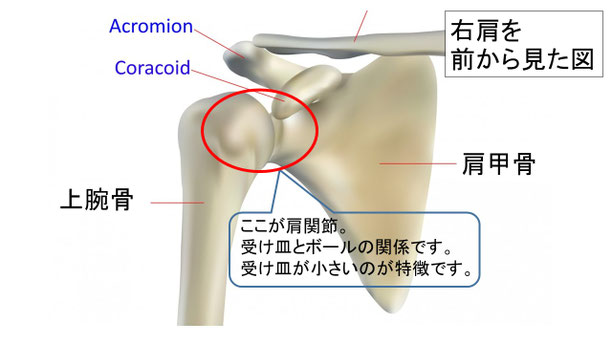 肩関節の痛み　姿勢　肩甲骨　肩甲骨痛み　背中の痛み　野球肩の原因　野球肩原因　野球肩治し方　野球肩体操　野球肩ストレッチ　野球　野球肩　肩が痛い　ピッチャー　リトルリーガーズショルダー　腱板損傷　投球傷害　水泳　競泳　腰痛　分離症　分離すべり症　水泳肩スイマーズショルダー　水泳肩　スイマーズショルダー治療　スイマーズショルダー治るのか　岐阜　岐阜市　岐阜市茜部　岐阜市東鶉　岐阜市南鶉　岐阜市中鶉　岐阜市柳津町　羽島市　羽島郡　笠松町　岐南町　茜部　鶉　東鶉　中鶉　南鶉　柳津　笠松　