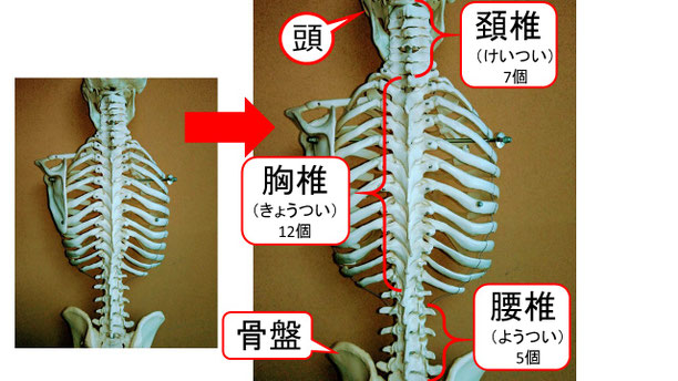肩関節の痛み　姿勢　肩甲骨　肩甲骨痛み　背中の痛み　野球肩の原因　野球肩原因　野球肩治し方　野球肩体操　野球肩ストレッチ　野球　野球肩　肩が痛い　ピッチャー　リトルリーガーズショルダー　腱板損傷　投球傷害　水泳　競泳　腰痛　分離症　分離すべり症　水泳肩スイマーズショルダー　水泳肩　スイマーズショルダー治療　スイマーズショルダー治るのか　岐阜　岐阜市　岐阜市茜部　岐阜市東鶉　岐阜市南鶉　岐阜市中鶉　岐阜市柳津町　羽島市　羽島郡　笠松町　岐南町　茜部　鶉　東鶉　中鶉　南鶉　柳津　笠松　