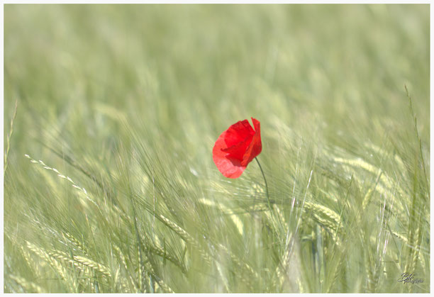 un joli champ de blé parsemé de magnifiques coquelicots