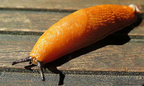 Spanische Wegschnecke. Foto: Maike Petersen