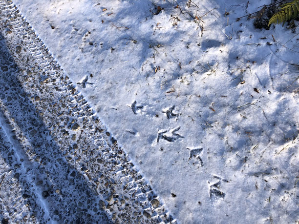 凍った道についた大きな鳥の足跡は、よく見かけるキジだろうな、と思いながら目でたどっていくと、