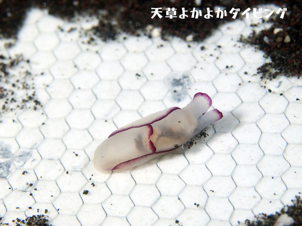 アカヘリキセワタ