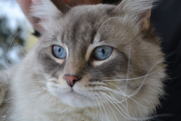 Il Gatto Siberiano Neva Masquerade Silkasib Cattery