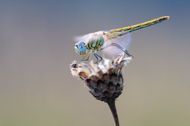 Bild von: https://insektensterben.ch/