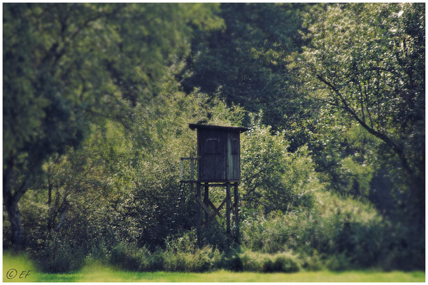 Mitten im Wald: Der Hochsitz