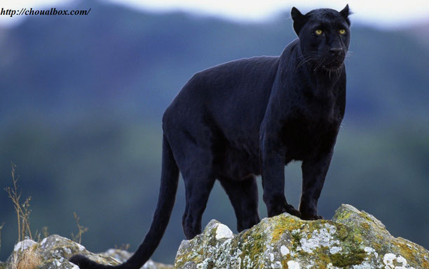 puma noir animal puma noir animal