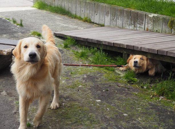 渋峠ホテルの看板犬、インディー君とマーカス君