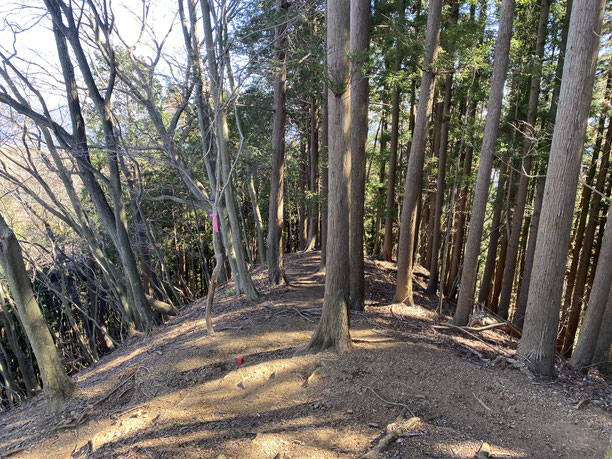 伊豆ヶ岳から古御岳に向かう尾根道