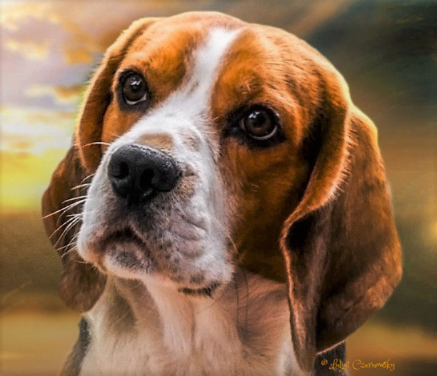 Little King Arthur a Wisp of my Desire, Bagio Boss Gintarinė Fortūna * Lord James, Czarnowsky Beagle, Little King Arthur, Bagio Boss Gintarine Fortuna * Lord James *, Czarnowsky , Beagle, Beagle, Beagle, Beagle, Beagle