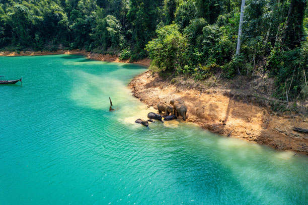 Luftaufnahme einer Herde wilder Elefanten beim Baden im tiefen Dschungel von Khao Sok