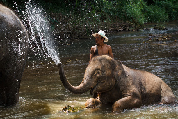 Wilde Elefanten im Kui Buri Nationalpark