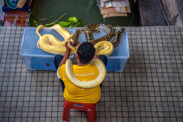 Lokaler Experte demonstriert den sicheren Umgang mit exotischen Reptilien in einer thailändischen Schlangenfarm