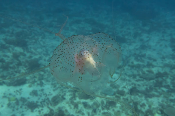 Gefürchtete Würfelqualle (Box Jellyfish) treibt nahezu unsichtbar unter der Wasseroberfläche der Andamanensee