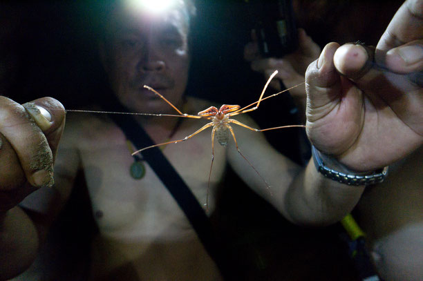 Harmlose Geißelspinne (Amblypygi) ruht perfekt getarnt an feuchter Baumrinde