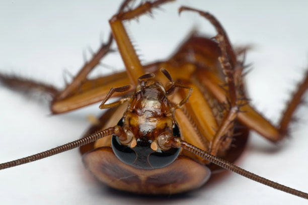 Große tropische Kakerlaken (Cockroaches) überleben als zähe Exoten im feuchtwarmen Klima Thailands