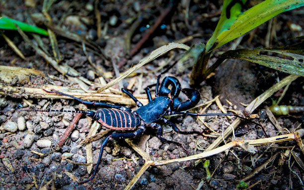 Nachtaktiver thailändischer Waldskorpion verharrt nahezu unsichtbar auf dem erdigen Boden des tiefen Dschungels