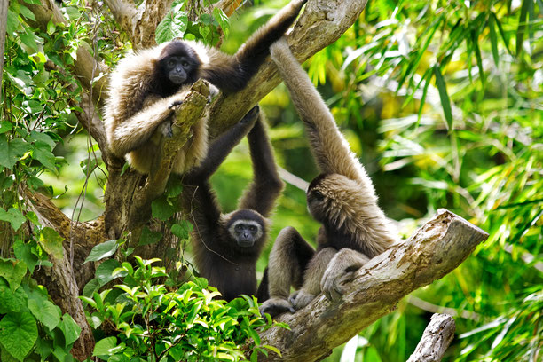 Ein wilder Gibbon schwingt durch die Baumkronen des Khao Sok