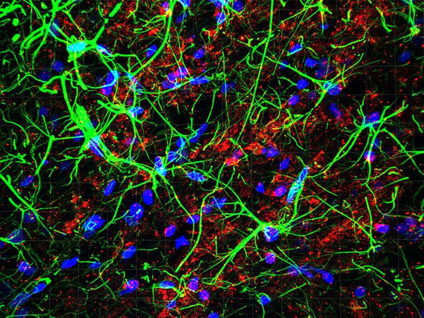Image d’astrocytes de l’amygdale (en vert et bleu) et des récepteurs de l’ocytocine (en rouge). Ces cellules permettent de relayer et d’amplifier le message véhiculé par l’ocytocine, pour promouvoir un sentiment de bien-être. © Alexandre Charlet