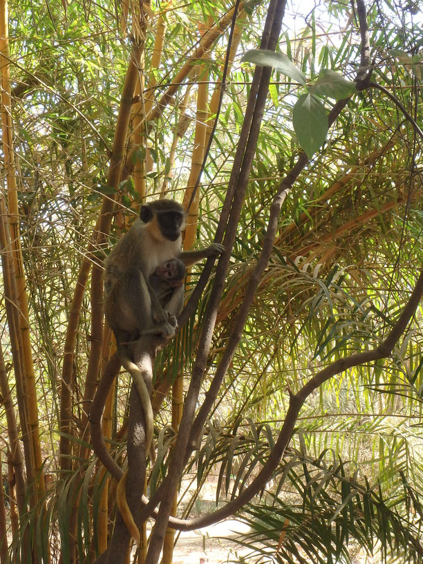 Green Monkeys - Janjanbureh Camp, The Gambia