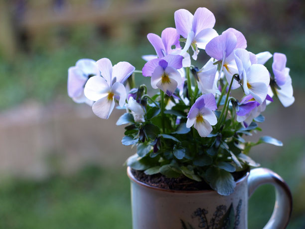 blume, gartenblick, veilchen, tasse, garten, bokeh, minimalismus, wenig besitz