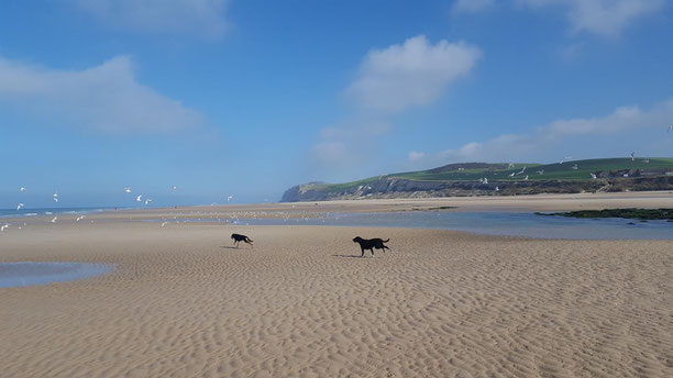Juli und Charly auf Möwenjagt am Strand von Wissant. Das Sabbatjahr wirkt wie ein Jungbrunnen auf unsere alte Hundedame