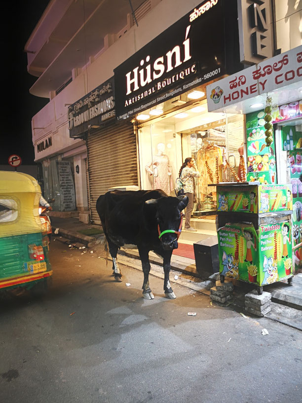 road user cow