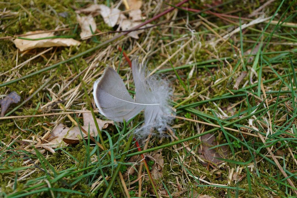 Auch ein Versuch beim heutigen Spaziergang, Foto: Ulf F. Baumann