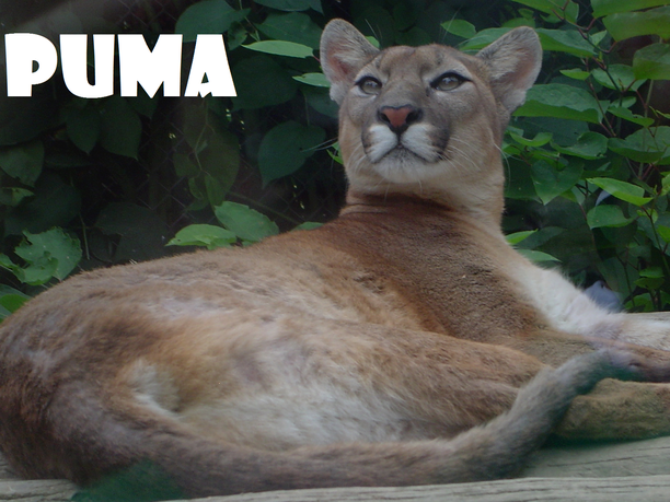 Puma