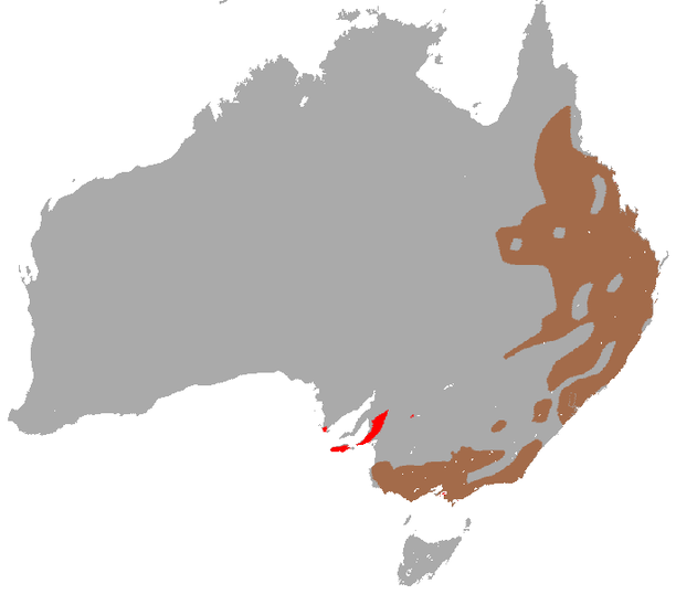 Koala L’encyclopédieanimalière