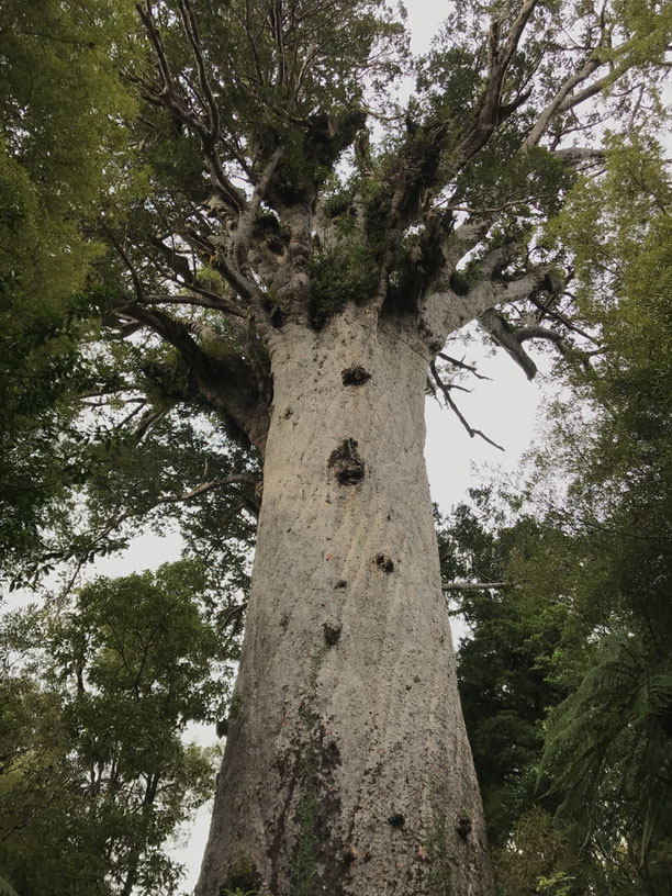 Tāne Mahuta ニュージーランドで一番大きなカウリの木