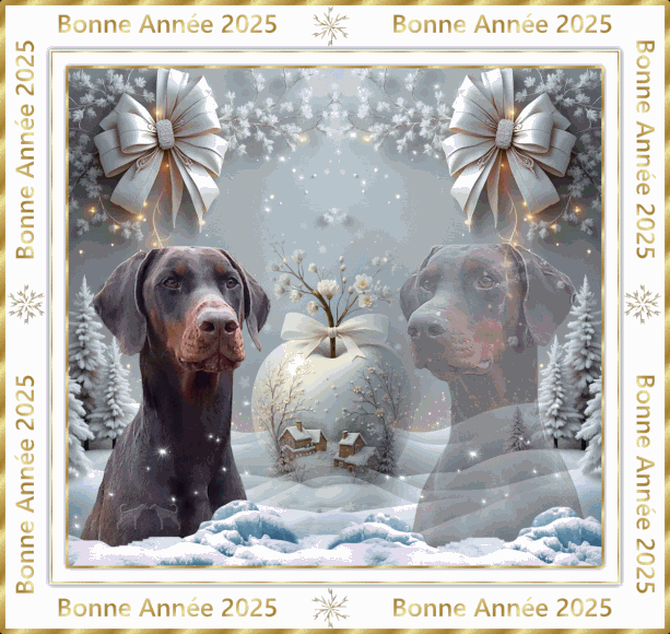 Elevage DGN - Dobermann