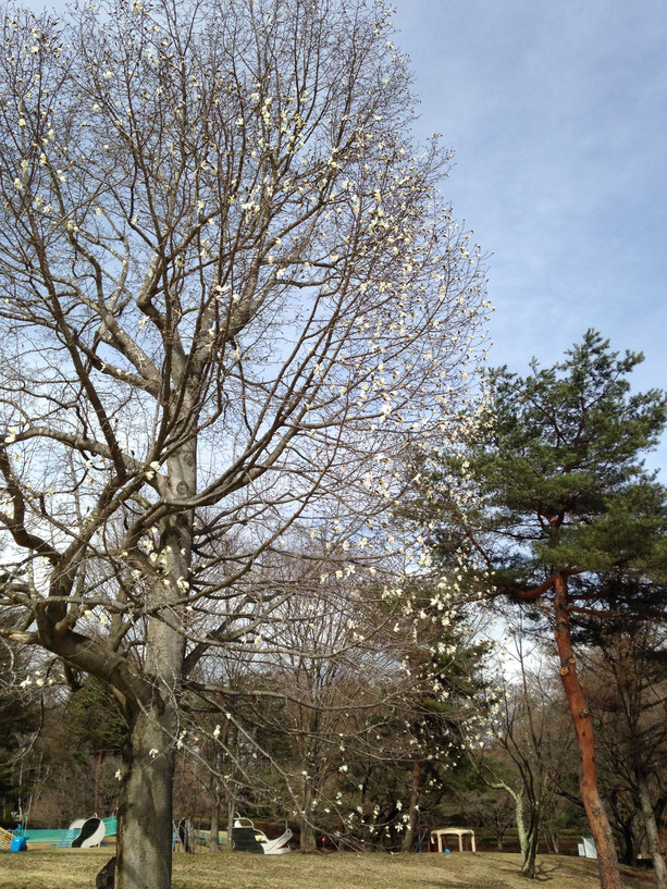 雪窓公園のコブシ