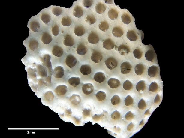 Senckenberg, Bryozoa, Bryozoen, Moostierchen, Sammlung Voigt