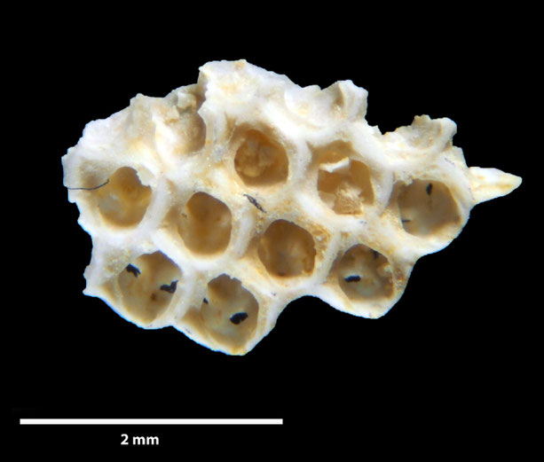 Senckenberg, Bryozoa, Bryozoen, Moostierchen, Sammlung Voigt