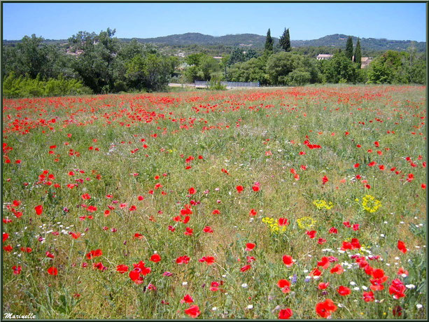 Champs aux multiples fleurs (coquelicots, marguerites...) dans la campagne du Lubéron (84), ici aux environs de Roussillon