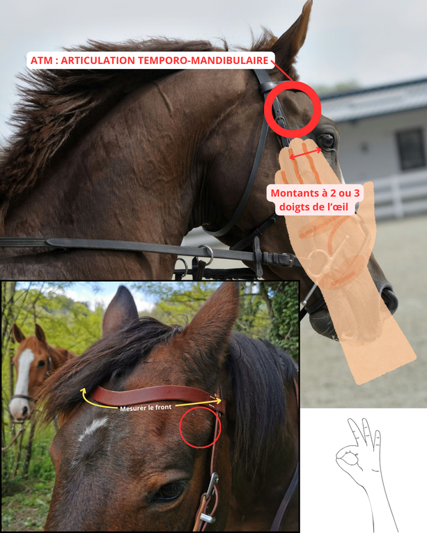 MESURER LE FRONT DE SON CHEVAL TUTO MESURE FRONTAL