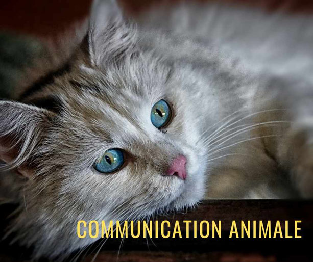 Communication Intuitive avec les animaux tours, brigitte ballard - annuaire des therapeutes via energetica