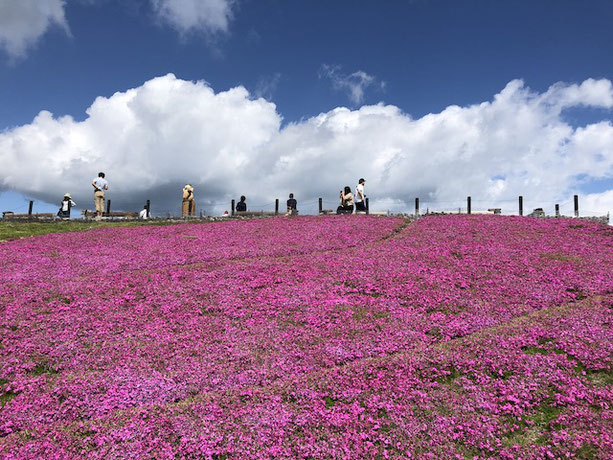 萩太郎山山頂の芝桜