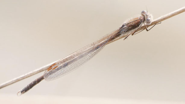 Winterlibelle (Foto: Harald Auth)