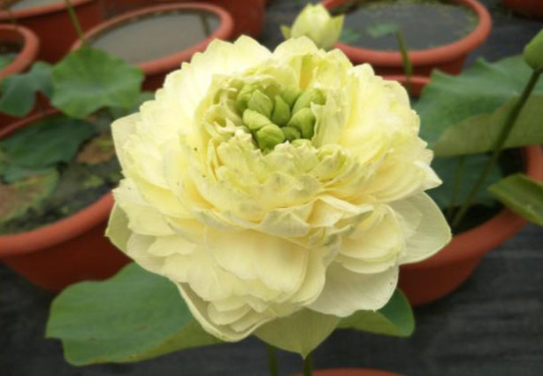 Lotos Nelumbo Rurun  如润