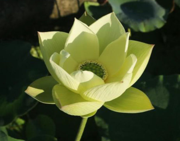 Nelumbo Emerald Embrace  翠拥玉杯