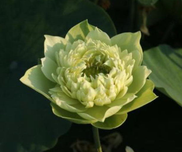Nelumbo Morning Mist of Qinhuai  秦淮晨雾