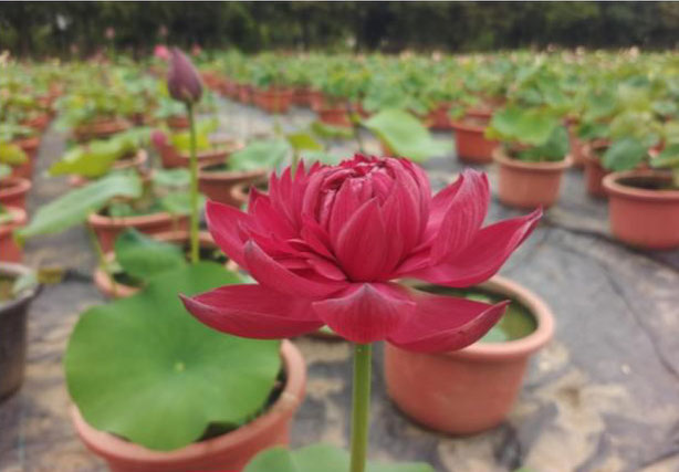 Nelumbo Wan Cheng  晚成