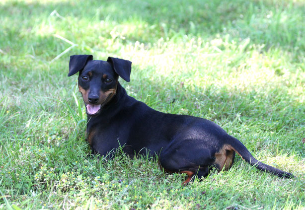 zwergpinscher, welpen, züchter, zucht, niedersachsen, hamburg, deutscher pinscher