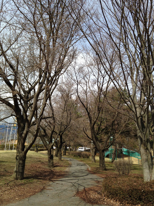 雪窓公園の桜並木、４月4日現在