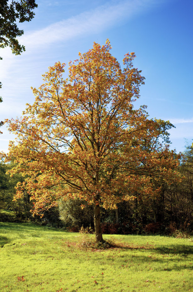 What no story? Well, It's a tree, it's Autumn and it's a sunny day. The end. Hmm...