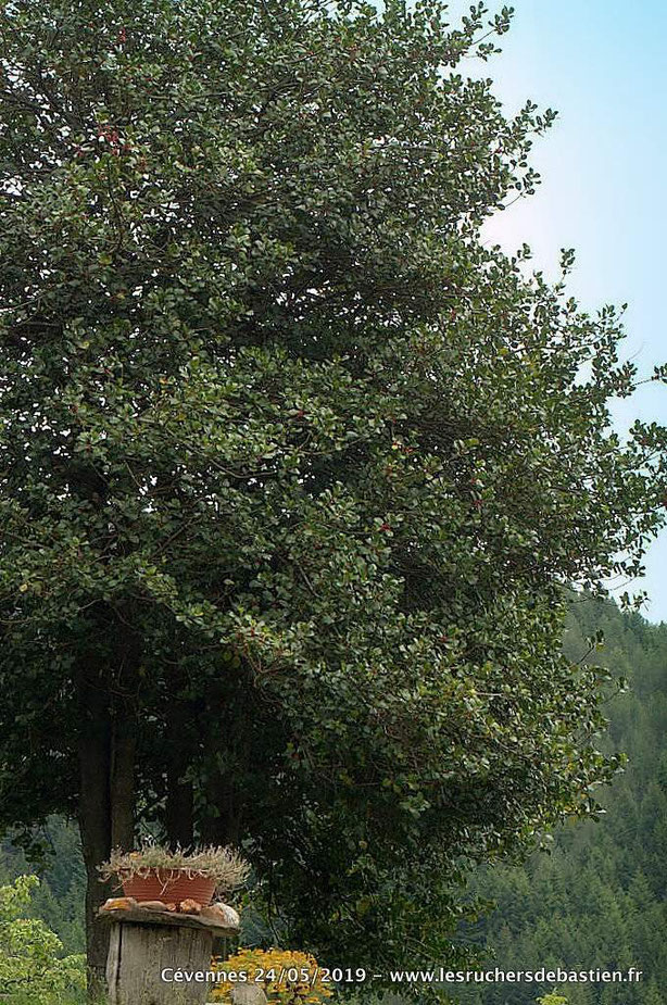 Buis, Cévennes