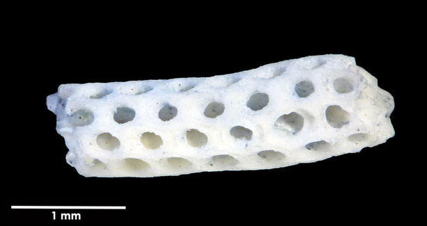 Senckenberg, Bryozoa, Bryozoen, Moostierchen, Sammlung Voigt